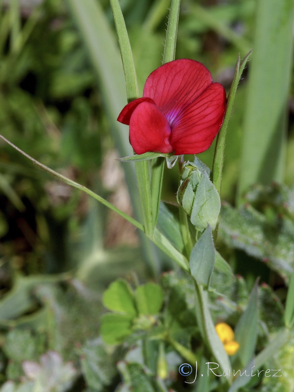 Lathyrus setifolius.08