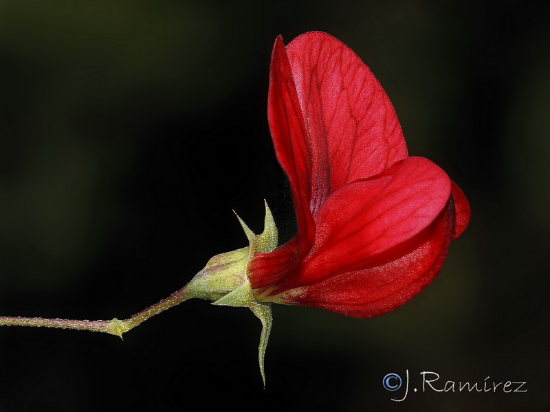 Lathyrus setifolius.11