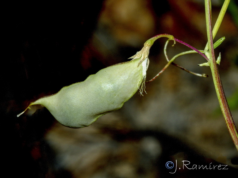 Lathyrus setifolius.16