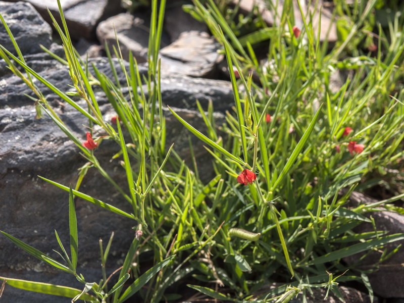 Lathyrus sphaericus.01