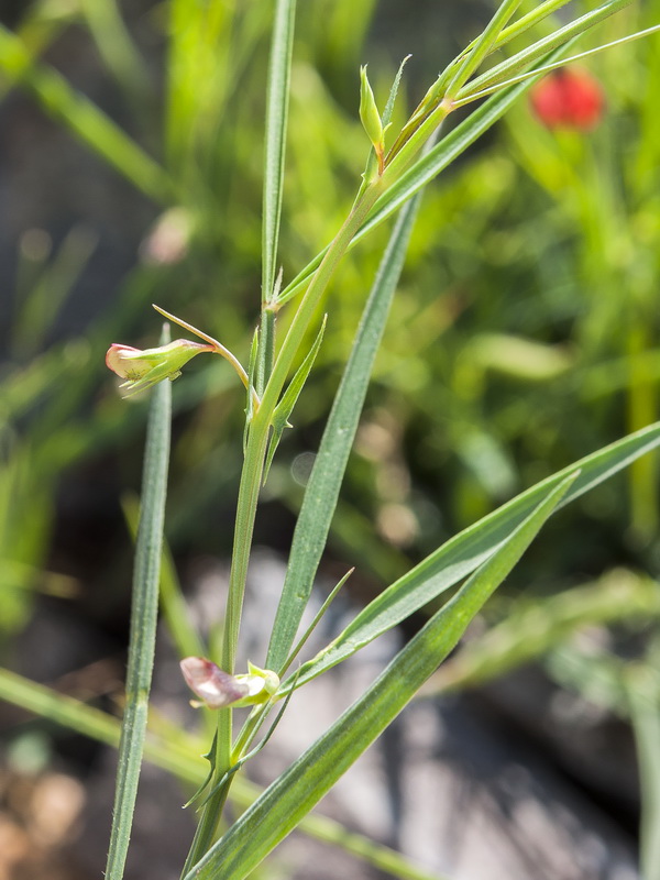 Lathyrus sphaericus.03