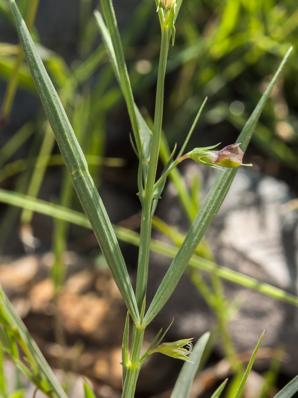 Lathyrus sphaericus.04