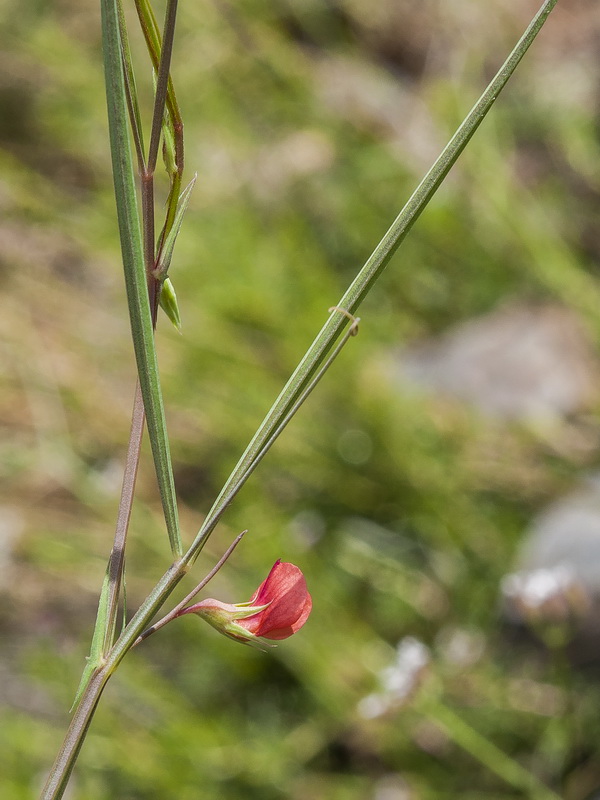 Lathyrus sphaericus.06