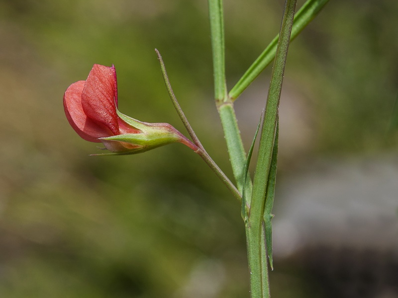 Lathyrus sphaericus.07