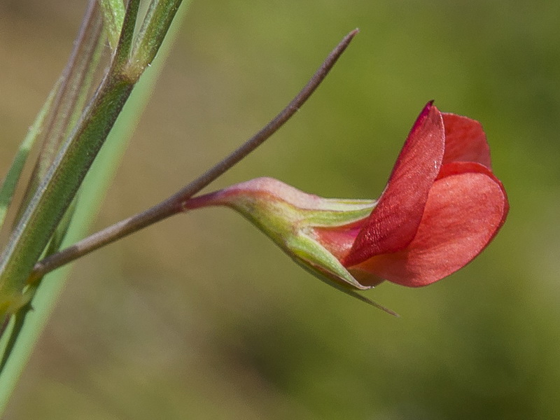 Lathyrus sphaericus.08