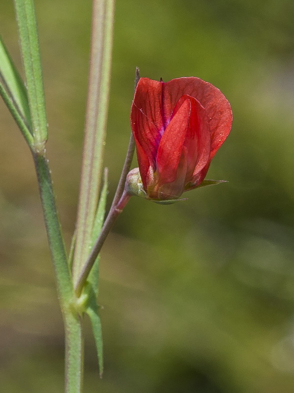 Lathyrus sphaericus.09