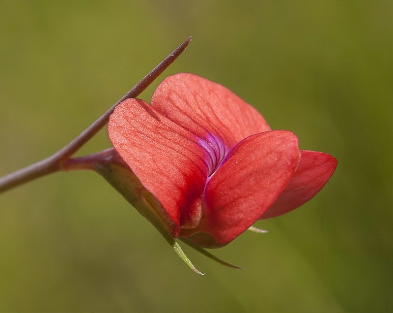 Lathyrus sphaericus.10