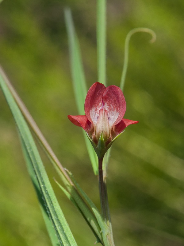 Lathyrus sphaericus.11