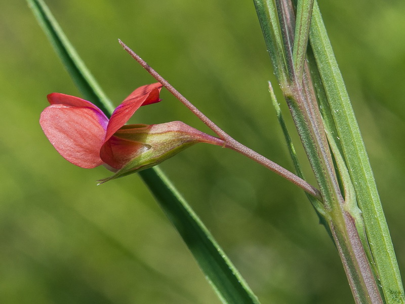 Lathyrus sphaericus.12