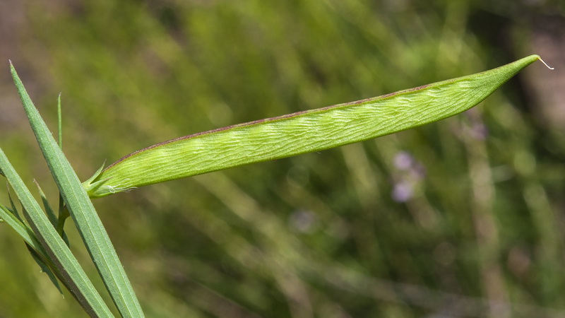 Lathyrus sphaericus.13