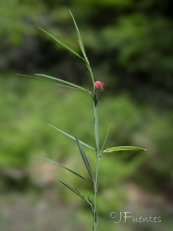 Lathyrus sphaericus.14