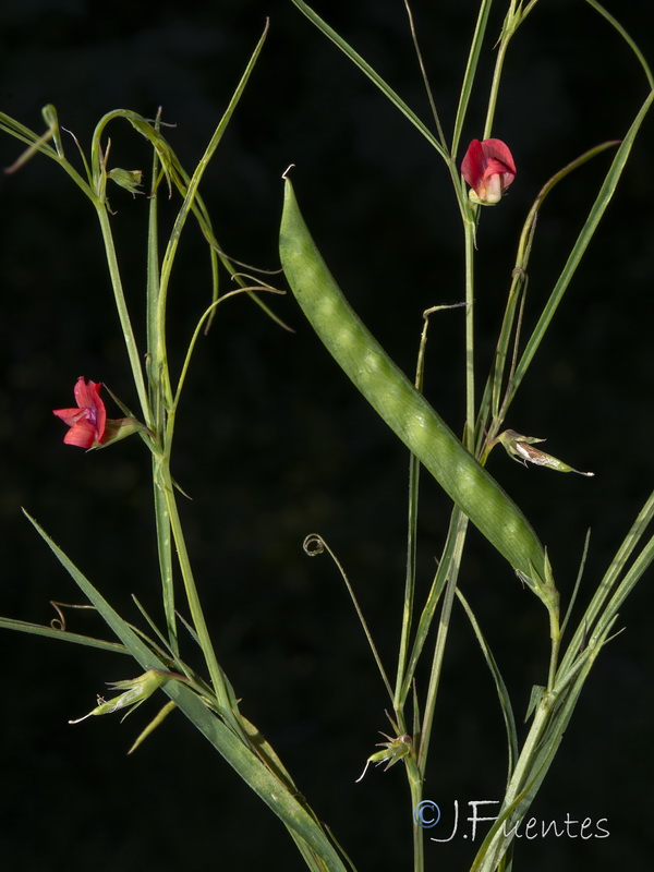 Lathyrus sphaericus.15