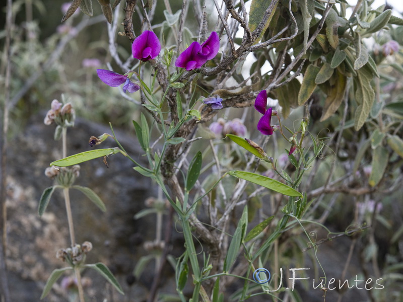 Lathyrus tingitanus.01