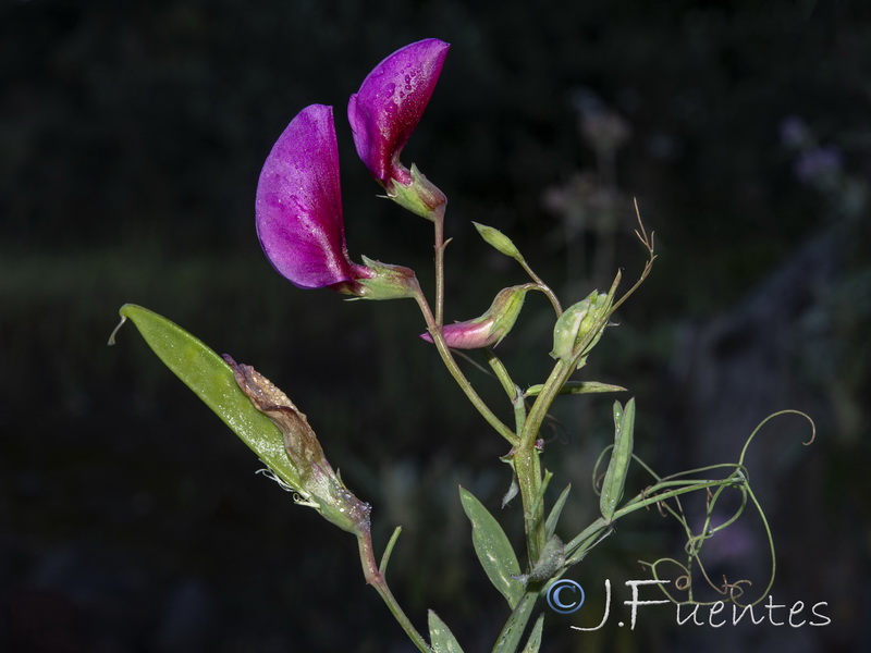 Lathyrus tingitanus.03