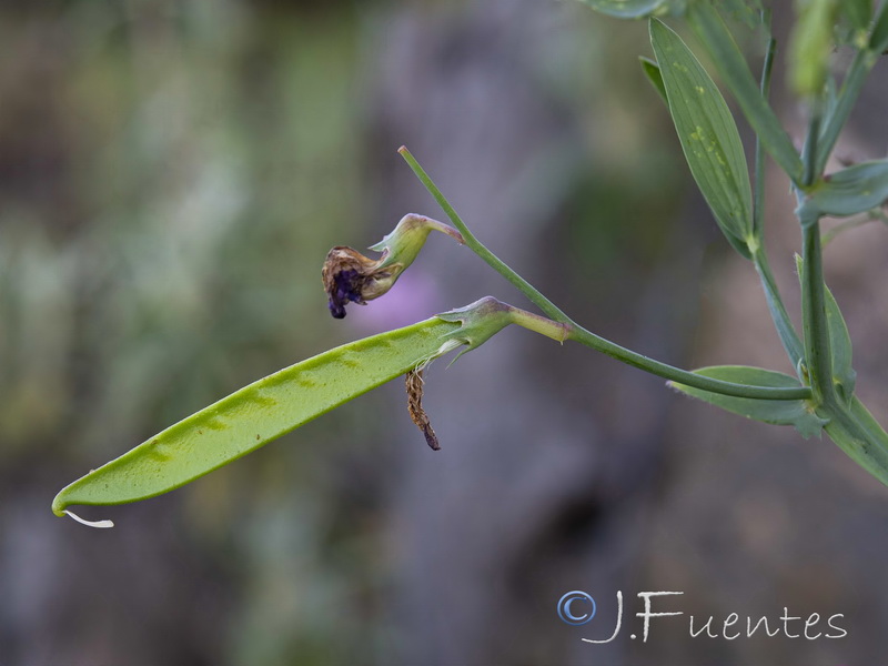 Lathyrus tingitanus.05