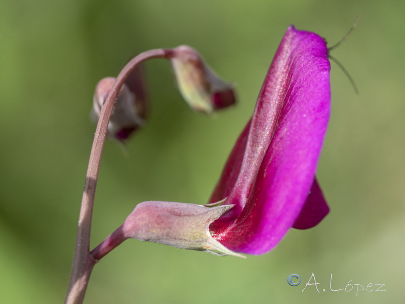 Lathyrus tingitanus.17