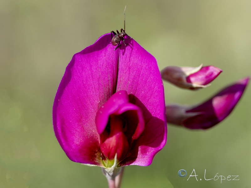 Lathyrus tingitanus.19