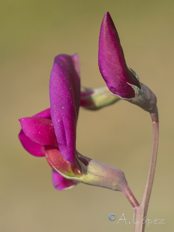 Lathyrus tingitanus.20