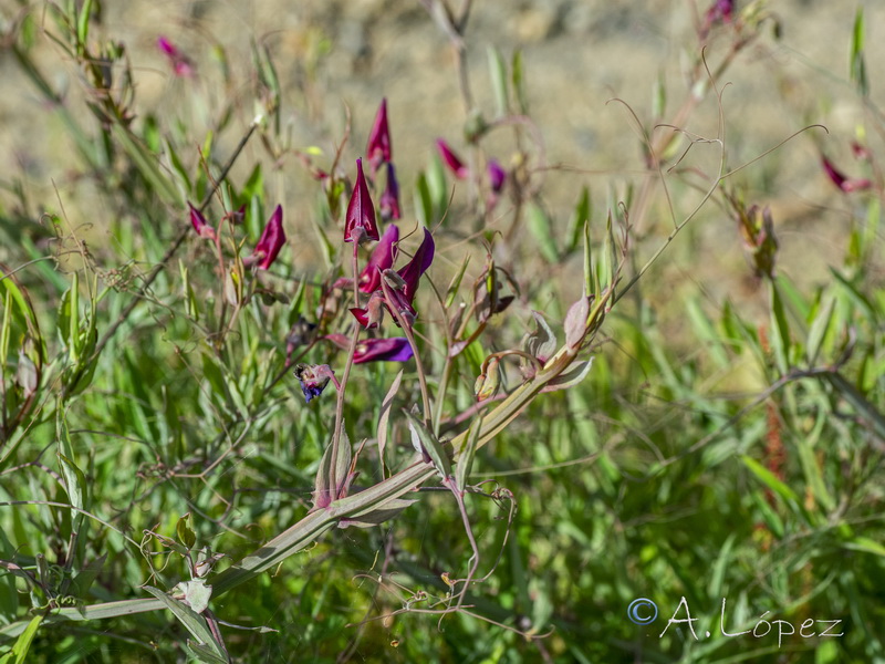 Lathyrus tingitanus.21