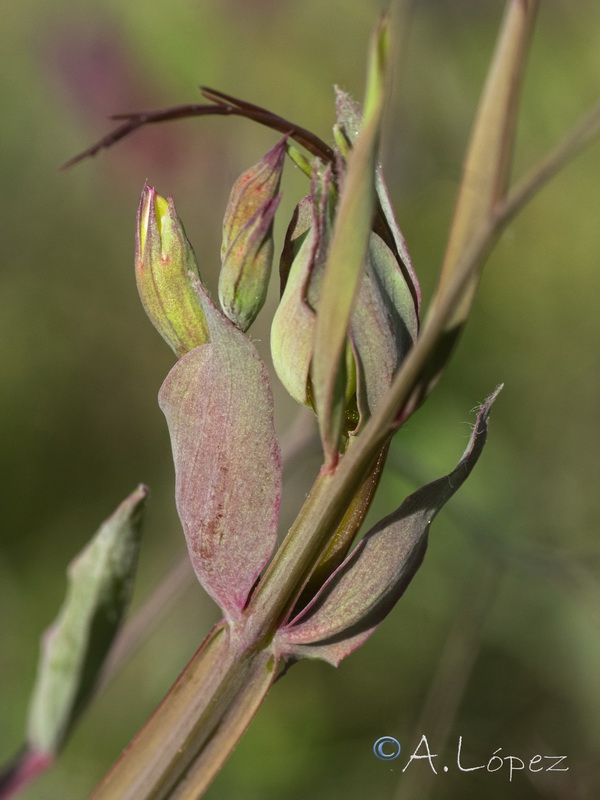 Lathyrus tingitanus.22