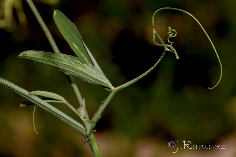 Lathyrus tingitanus.23