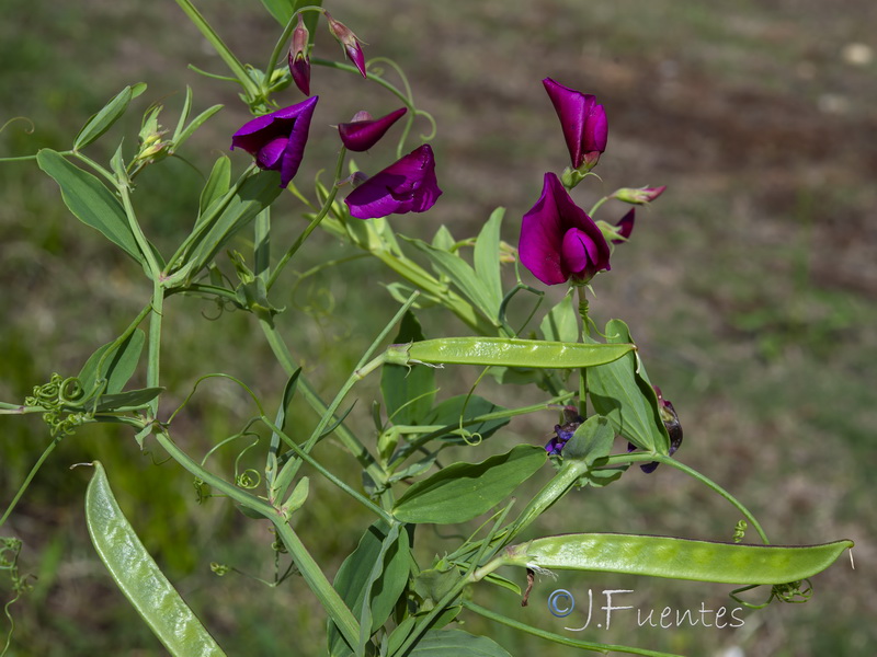 Lathyrus tingitanus.26