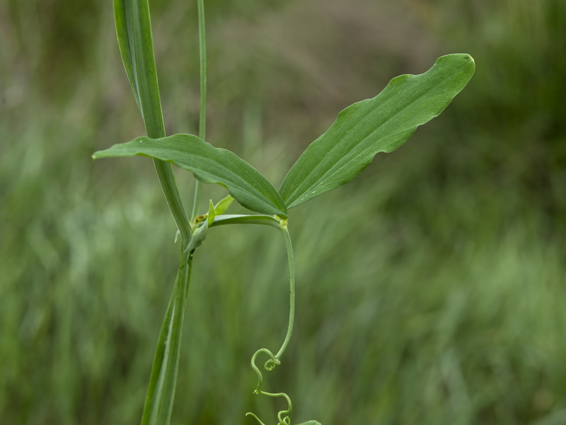 Lathyrus tingitanus.28