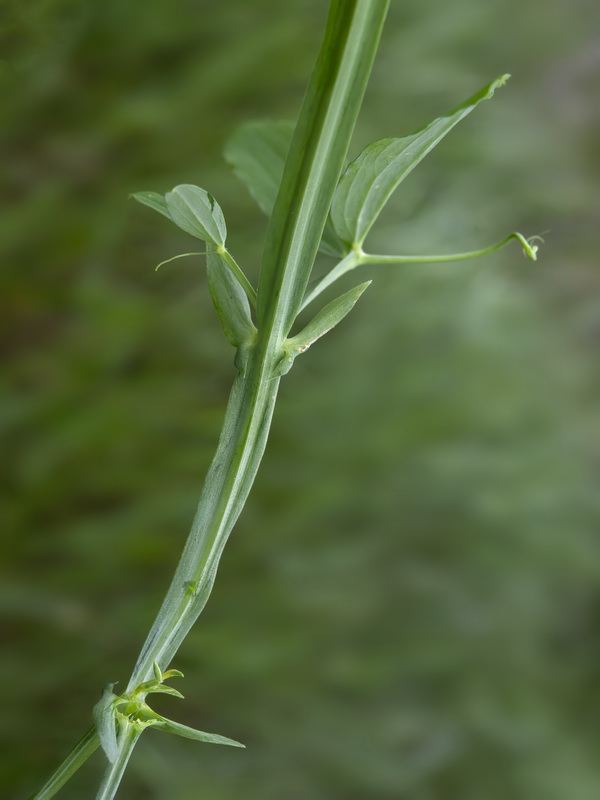 Lathyrus tingitanus.29