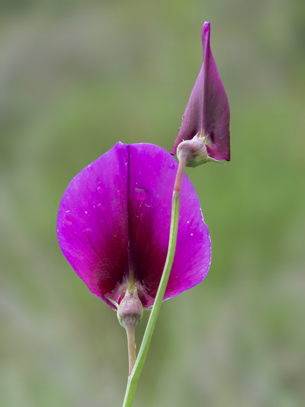 Lathyrus tingitanus.30