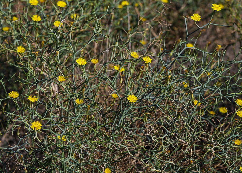 Launaea arborescens.03