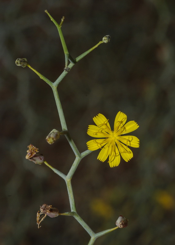 Launaea arborescens.08