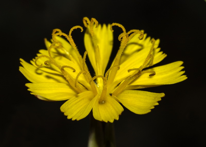 Launaea arborescens.11