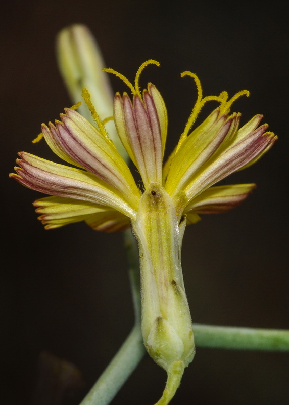 Launaea arborescens.16