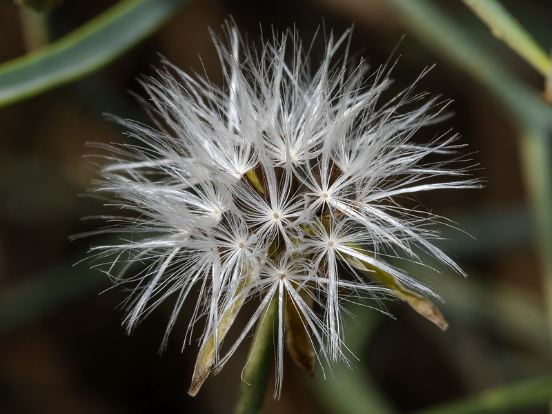 Launaea arborescens.17