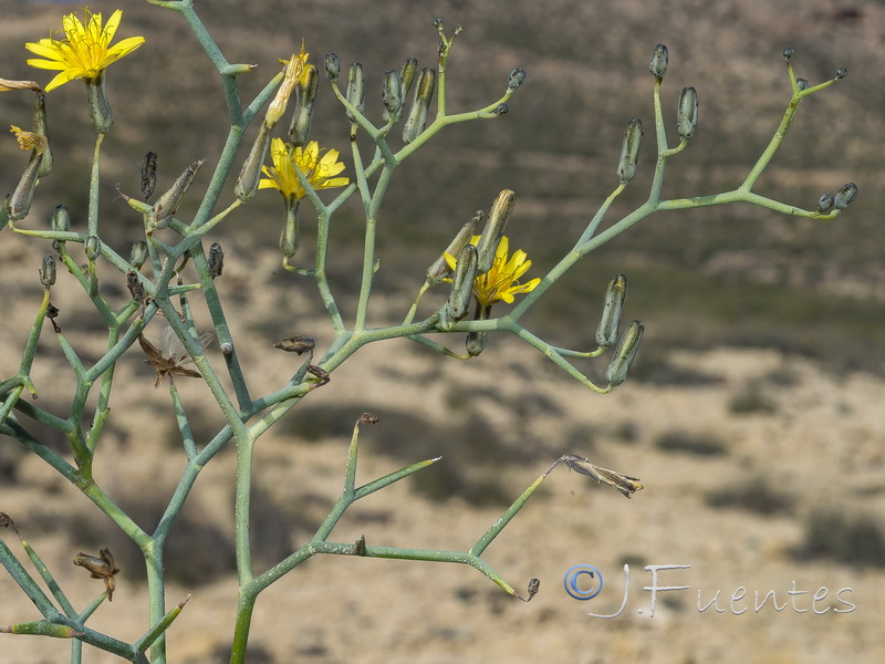 Launaea arborescens.22