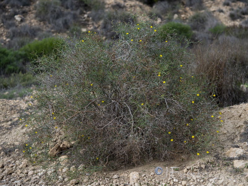 Launaea arborescens.01