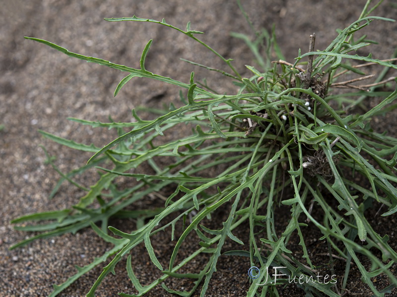 Launaea arborescens.27