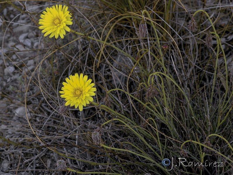 Launaea fragilis.02