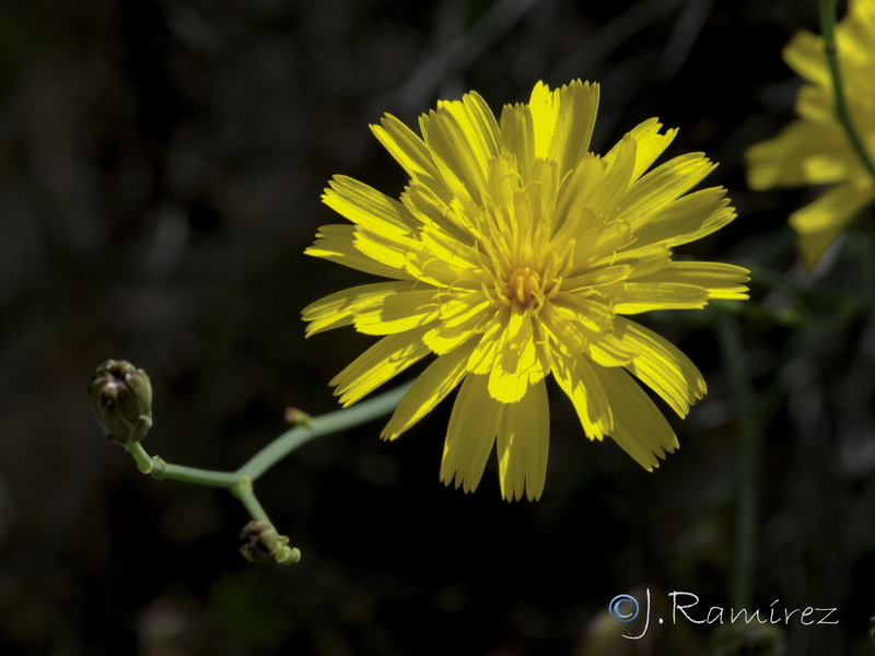 Launaea fragilis.03