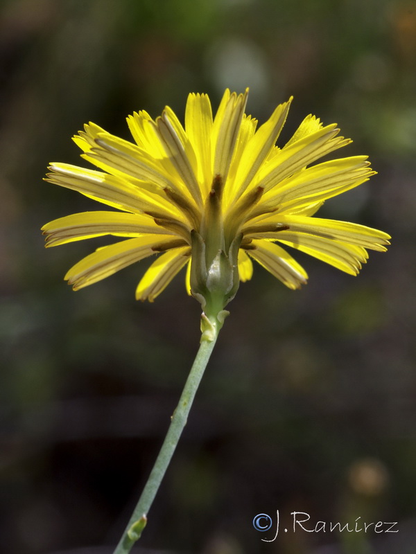 Launaea fragilis.05