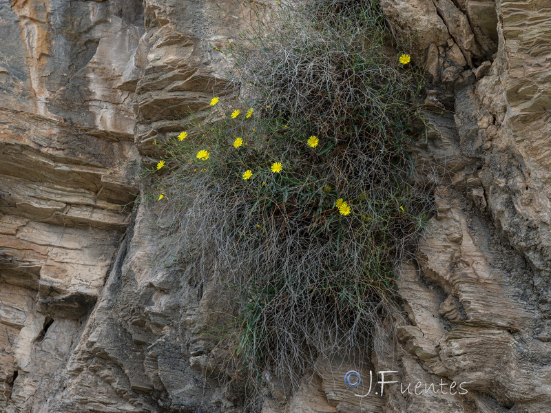 Launaea fragilis.07