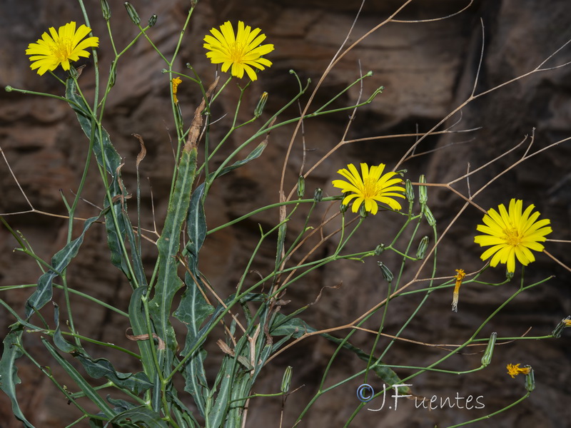 Launaea fragilis.09