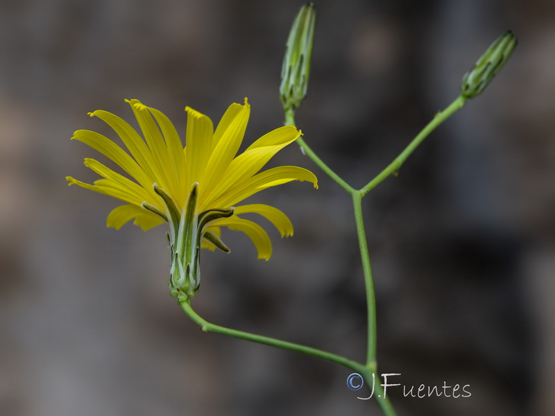 Launaea fragilis.06