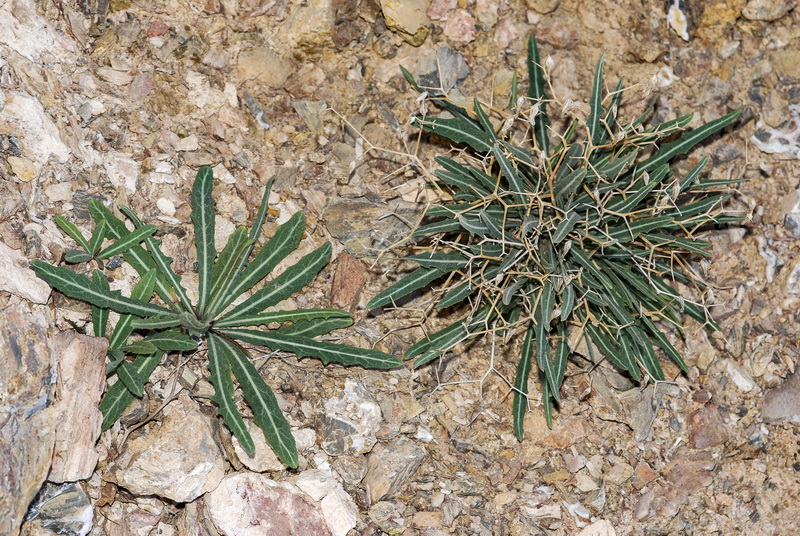 Launaea lanifera.01