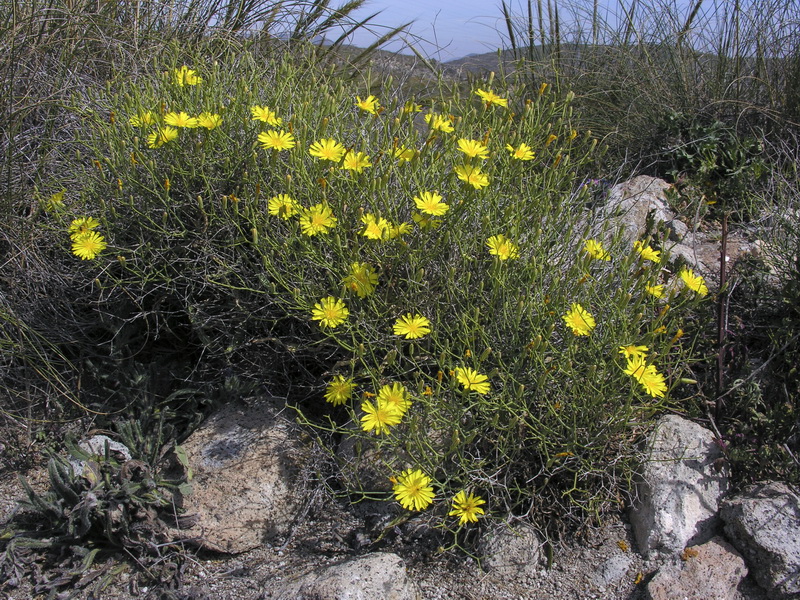 Launaea lanifera.08