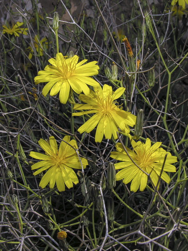 Launaea lanifera.09