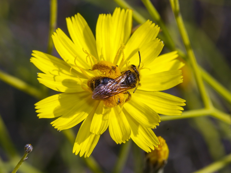 Launaea lanifera.18