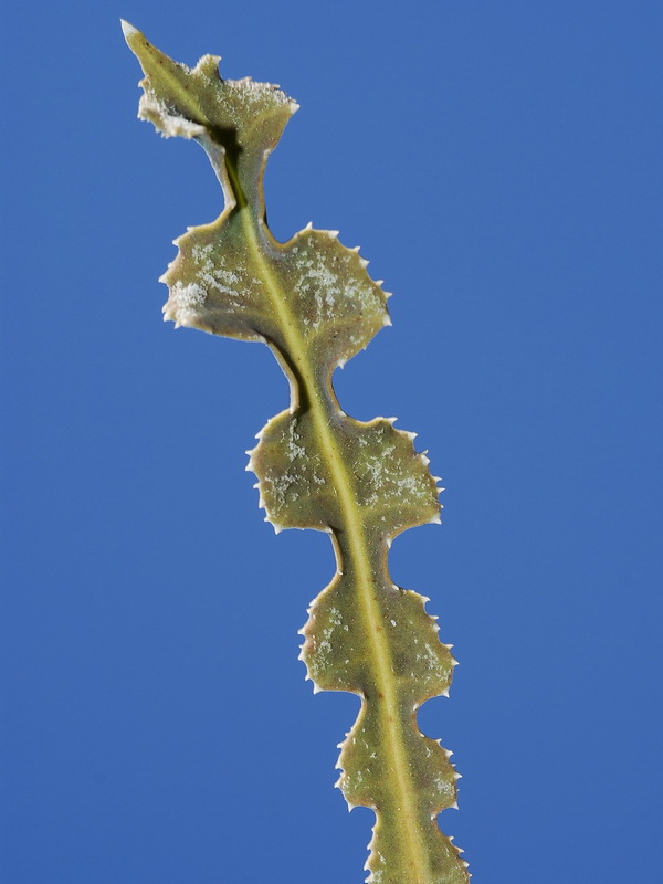 Launaea nudicaulis.02
