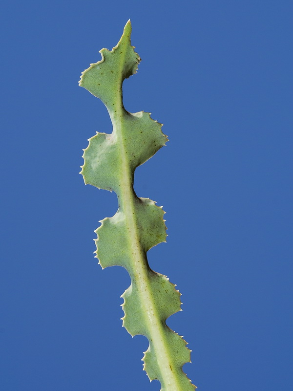 Launaea nudicaulis.03