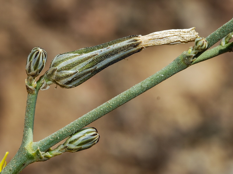 Launaea nudicaulis.04